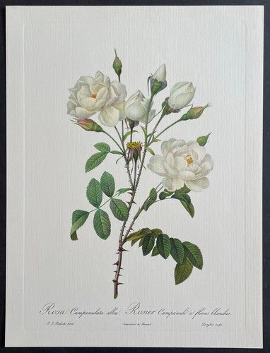 Botanique rosier campanulé - rosier,