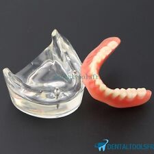 Modèle anatomique dentaire