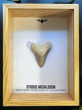 🦈 Dent d’Otodus Megalodon - Fossile Authentique - Encadré