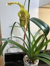 Phragmipedium Leslie Garay