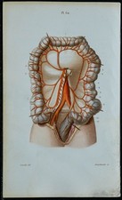 1852 - Planche anatomie
