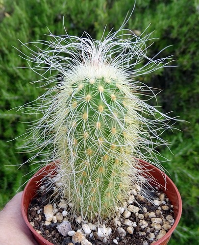 Echinocereus delaetii cactus - delaetii,