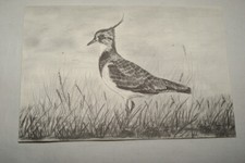 VANNEAU HUPPE KATHLEEN DE FAYS CARTE  R2519