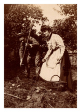 Récolte de pommes de terre Vintage silver print. Tirage argentique  8x11 