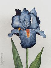 Iris bleu à l'aquarelle, 14,8 cm x 21 cm (A5)