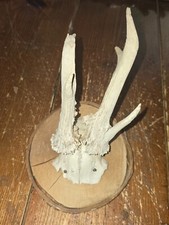 Massacre  trophée de