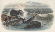 Marine Squale Requin Scie