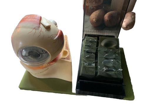 Somso vintage eyeball with - eyeball,