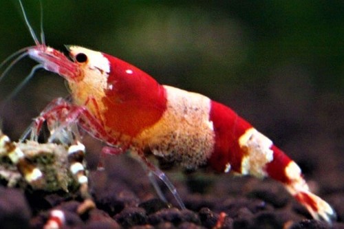 Crevette red crystal grade - crevette,