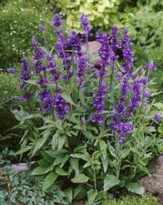 Mealycup Sage - Salvia farinacea - 5+ graines - Graines - Semillas - F 193