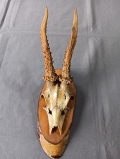 Cabinet de curiosité trophée