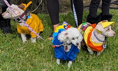 The movie dog halloween - up,