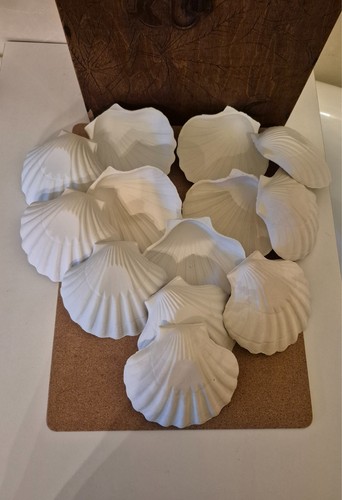 Lot coquilles st jacques - lot,