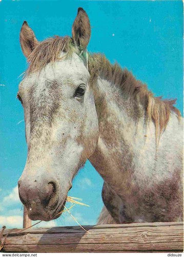 Carte postale animaux - -,