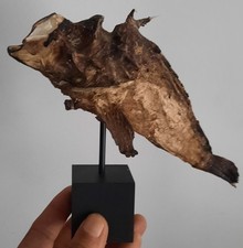 curiosité , taxidermie