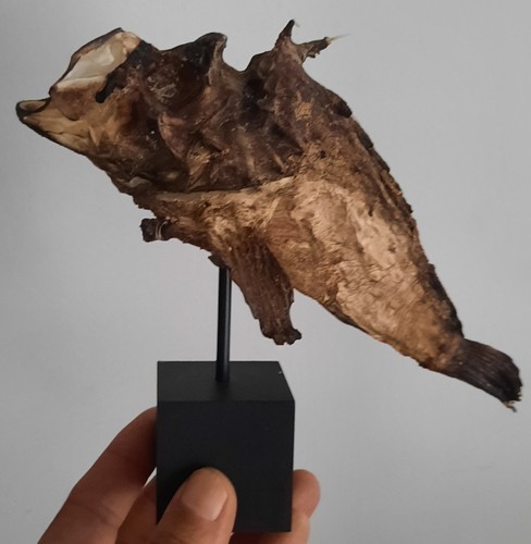 Curiosité taxidermie - curiosité, ,