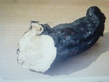 2 boutures de racine de Consoude officinale (grande consoude)