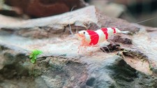 Crevettes Caridina Cantonensis crystal red (CRS) - lot de 10