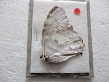 Entomologie Morphinae Morpho marcus intermedia Femelle