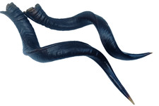 Cornes  grand Koudou.  60 cm. Taxidermie Trophée chasse 1950  antilope Afrique