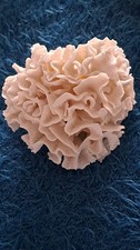 Corail