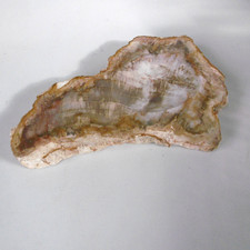 pierre tranche de bois petrifiée polie vide poche