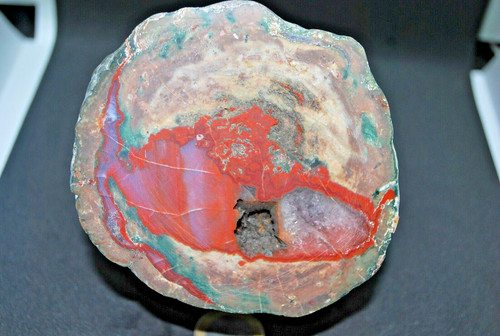 Lithophyse frejus - de,