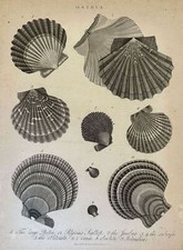 Génus Ostrea Conchigologie Coquillages 1820 Coquilles Pecten Obsoleta Subrufa
