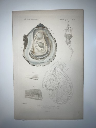1836 regne animal hand colored - animal,