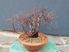 Bonsaï orme champêtre 44 x 12 cm plante articulée livraison gratuite...