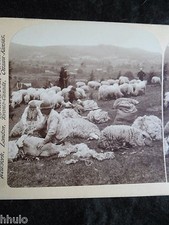 Sta149 tonte des brebis - sta149, mouton