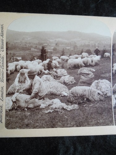 Sta149 tonte des - tonte, mouton