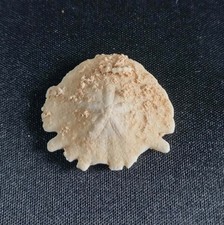 Oursin fossile heliophora