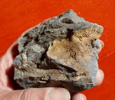 CORAIL (?) DÉVONIEN DES