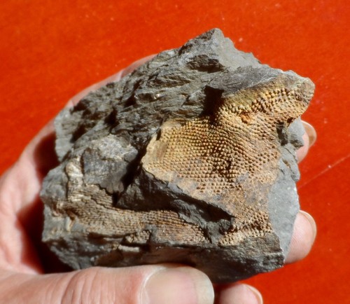 Corail dévonien des - corail, (?)