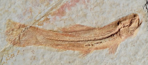 Poisson fossile jurassique - poisson,