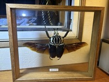 Insecte Naturalisé Sous Verre 21 Cm D’envergure - Scarabée Goliathus