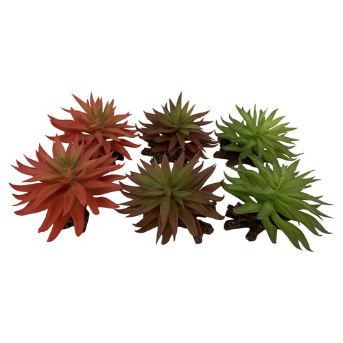 Décoration terrarium sedum - terrarium,