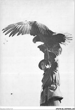 AFBP8-68-0897 - KINTZHEIM CHATEAU volerie des aigles - pygarge �  queue blanch