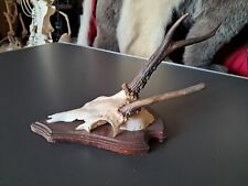 Trophée de chevreuil sur écusson tête bizarde #0712(4)