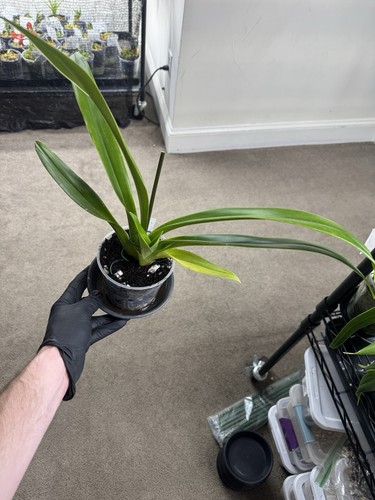 Phragmipedium professor braem - phragmipedium,