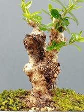 Bonsaï olivier 15 x 20 cm en pot plante Yamadori premier réglage tronc unique