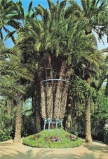ESPAGNE ELCHE HUERTO DEL CURA PALMIER IMPERIAL