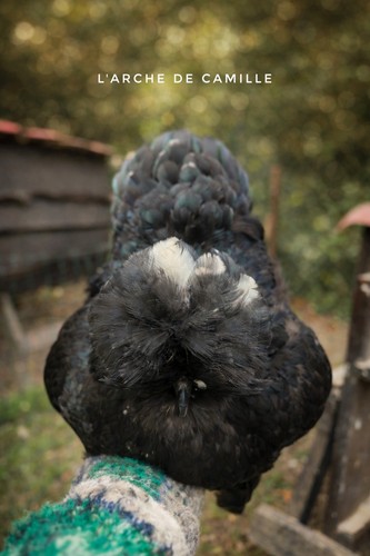 Oeufs de silkie us - 🌟, 6