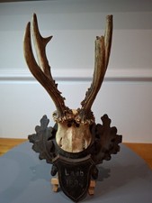 Massacre de Chevreuil XIX Eme