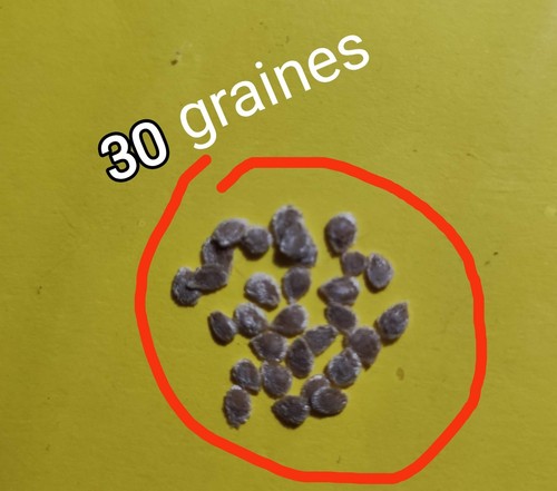 Graines tomate couilles de - graines,