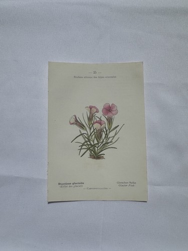 Planche botanique gravure - botanique,