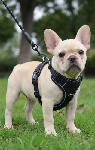 Harnais chien anti traction - harnais,