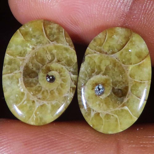Cts fossile d ammonite - cts,
