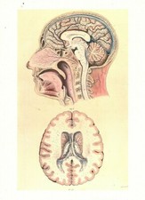 Cabinet de curiosité planche